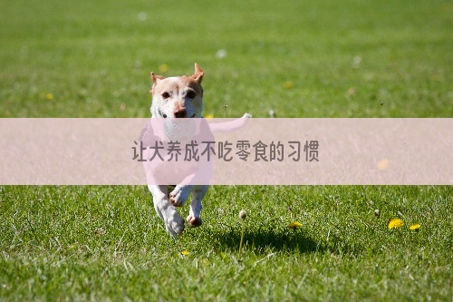 让犬养成不吃零食的习惯