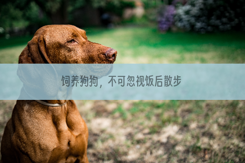 饲养狗狗，不可忽视饭后散步