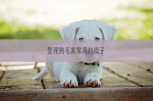 整理狗毛发常用的梳子