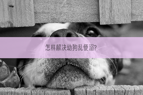 怎样解决幼狗乱便溺?