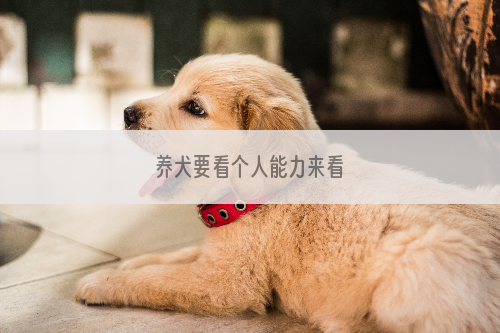 养犬要看个人能力来看
