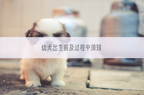 幼犬出生前及过程中须知