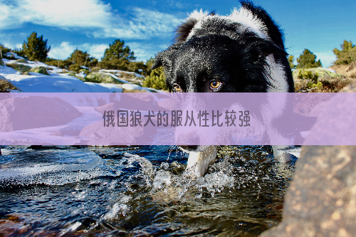 俄国狼犬的服从性比较强