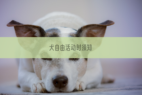 犬自由活动时须知