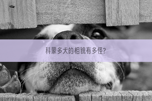 科蒙多犬的相貌有多怪?