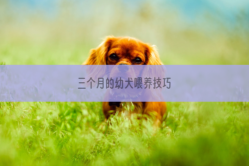 三个月的幼犬喂养技巧