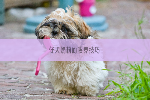 仔犬奶粉的喂养技巧