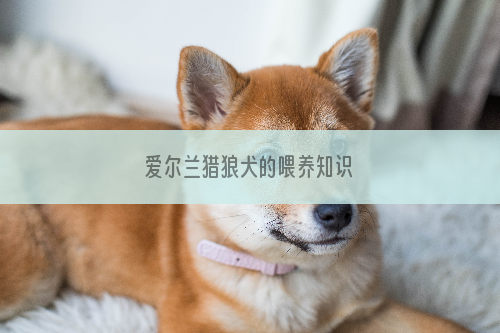 爱尔兰猎狼犬的喂养知识