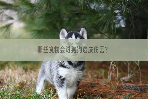 哪些食物会对狗狗造成伤害？