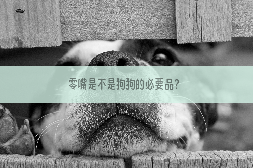 零嘴是不是狗狗的必要品？