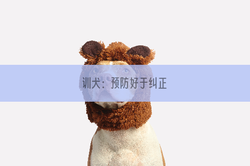 训犬：预防好于纠正