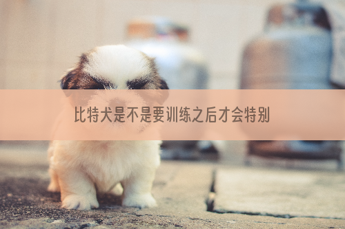 比特犬是不是要训练之后才会特别厉害啊?