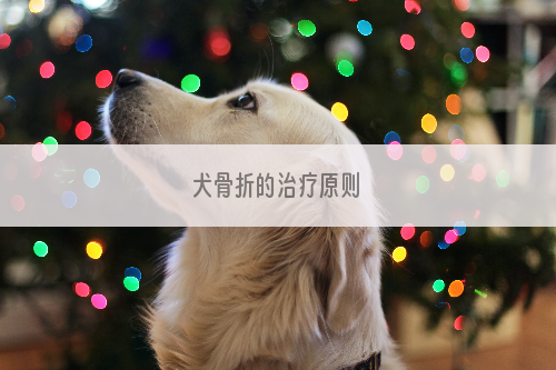 犬骨折的治疗原则