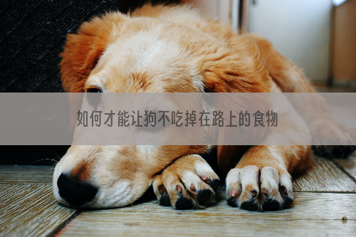如何才能让狗不吃掉在路上的食物