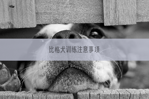 比格犬训练注意事项