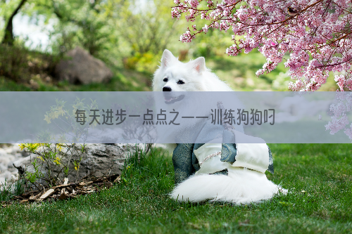 每天进步一点点之——训练狗狗叼东西