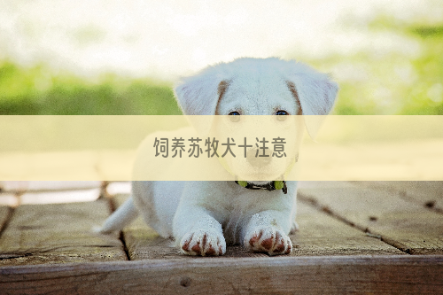 饲养苏牧犬十注意