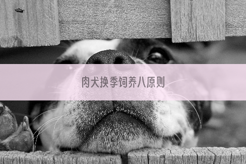 肉犬换季饲养八原则