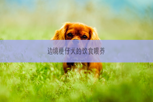 边境梗仔犬的饮食喂养