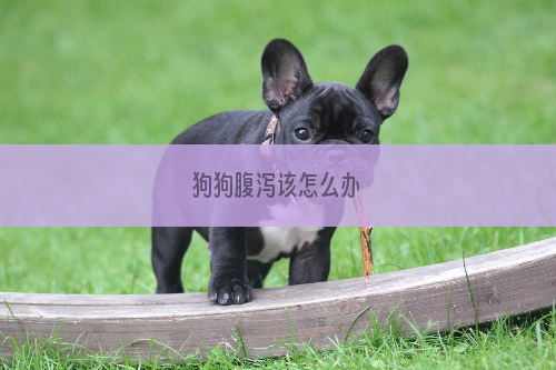 狗狗腹泻该怎么办