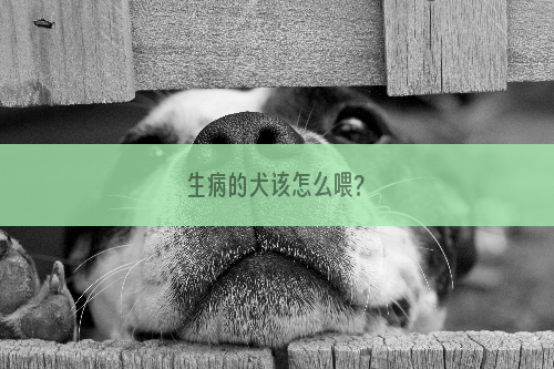 生病的犬该怎么喂?