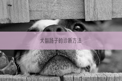 犬翻肠子的诊断方法