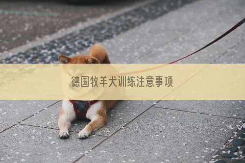德国牧羊犬训练注意事项