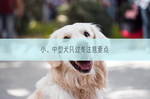 小、中型犬只过冬注意要点