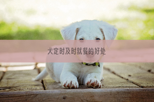 犬定时及时就餐的好处
