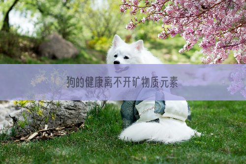 狗的健康离不开矿物质元素