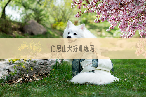 伯恩山犬好训练吗