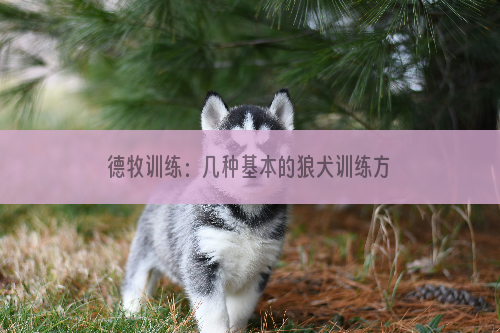 德牧训练：几种基本的狼犬训练方法