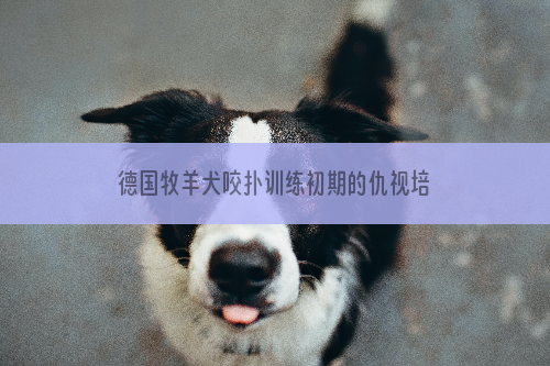 德国牧羊犬咬扑训练初期的仇视培养
