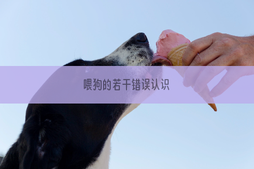 喂狗的若干错误认识