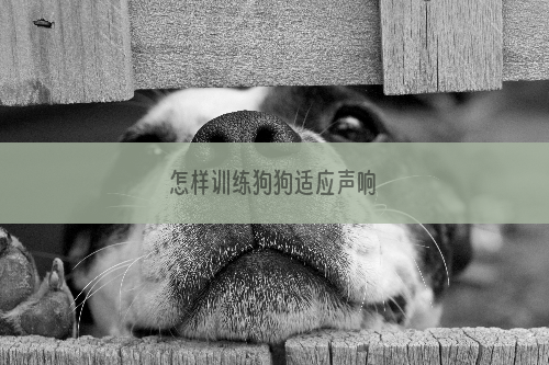 怎样训练狗狗适应声响