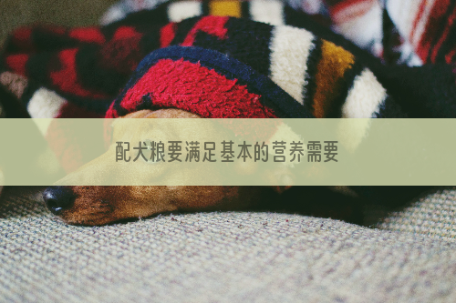 配犬粮要满足基本的营养需要