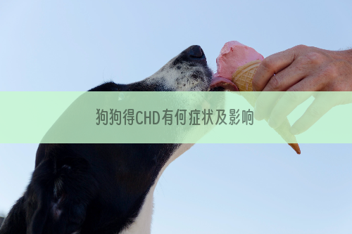 狗狗得CHD有何症状及影响