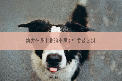 幼犬往身上扑的不良习性要及时纠正