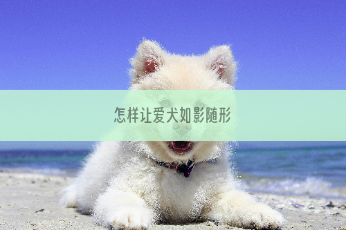 怎样让爱犬如影随形