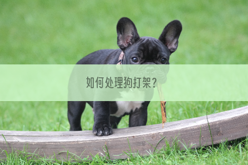 如何处理狗打架？
