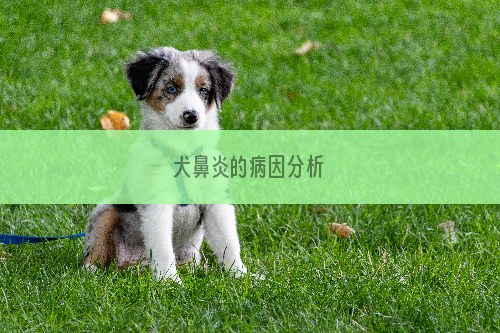 犬鼻炎的病因分析