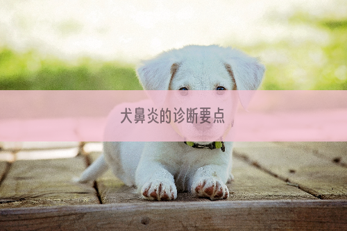 犬鼻炎的诊断要点