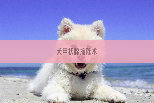 犬甲状腺摘除术