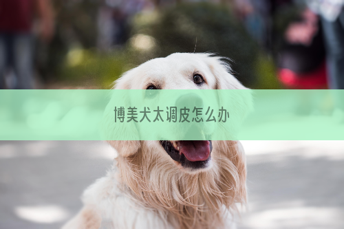 博美犬太调皮怎么办