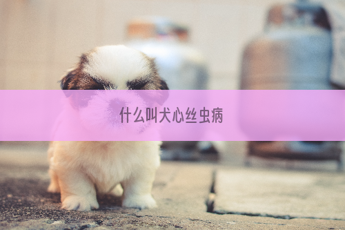 什么叫犬心丝虫病