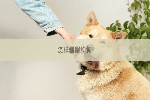 怎样驯服狗狗