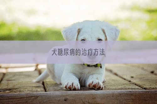 犬糖尿病的治疗方法
