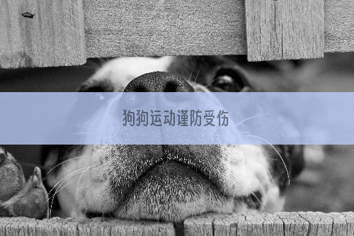 狗狗运动谨防受伤