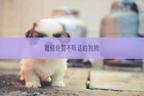 如何处罚不听话的狗狗