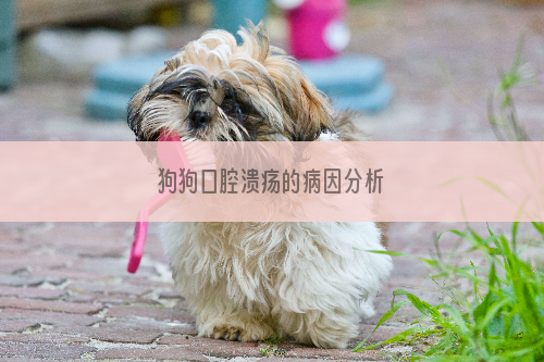 狗狗口腔溃疡的病因分析